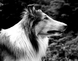 Famous Dogs in History: Pal: The First Lassie